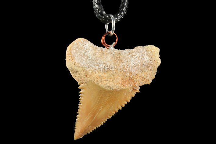 Fossil Shark (Palaeocarcharodon) Tooth Necklace -Morocco #110215